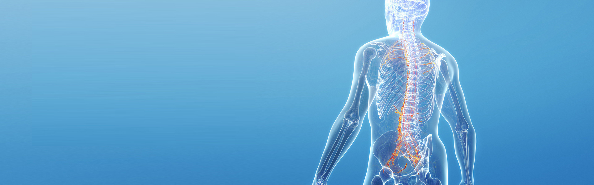 3D anatomical illustration of the human spine